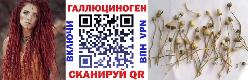 Псилоцибиновые грибы Psilocybe  Юрьев-Польский 